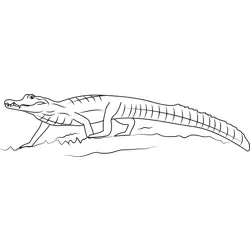 Spectacled Caiman Alligator