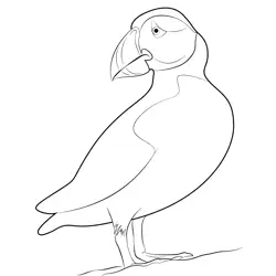 Atlantic Puffin Bird Watching Free Coloring Page for Kids