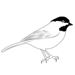 The Black Capped Chickadee Free Coloring Page for Kids