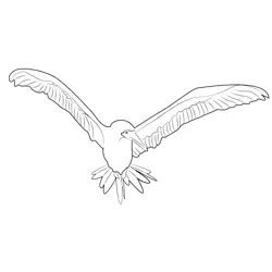 Blue Footed Booby Flying Free Coloring Page for Kids