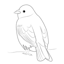 Common Yellowhammer Free Coloring Page for Kids