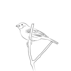 Corn Bunting 3 Free Coloring Page for Kids