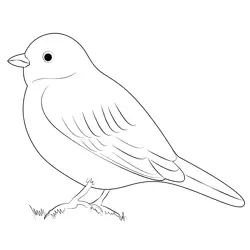 Horned Lark Bunting Free Coloring Page for Kids