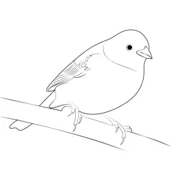 Rest Yellowhammer Free Coloring Page for Kids