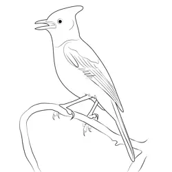 Gray Black Stellers Jay Free Coloring Page for Kids