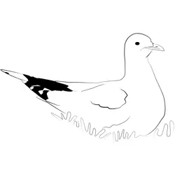 Common Gull 2 Free Coloring Page for Kids
