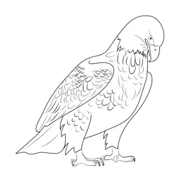 Bald Eagle 3 Free Coloring Page for Kids