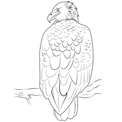 Bald Eagle Adult Free Coloring Page for Kids
