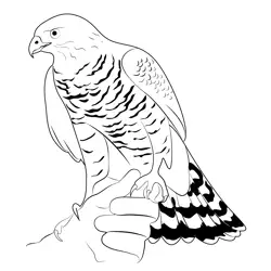 Northern Goshawk 7 Free Coloring Page for Kids