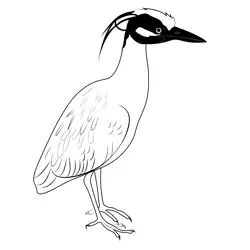 Yellow Crowned Night Heron Free Coloring Page for Kids