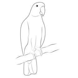 Indian Parrot Bird