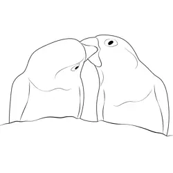 Love Birds Kissing
