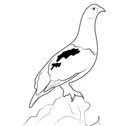 Stand On Hill Willow Ptarmigan Free Coloring Page for Kids