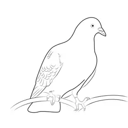 Indian Pigeon 4
