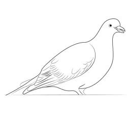 Indian Pigeon 5