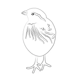 Common Quail 3 Free Coloring Page for Kids