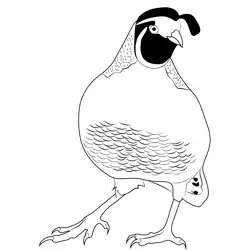 Quail Bird 1 Free Coloring Page for Kids