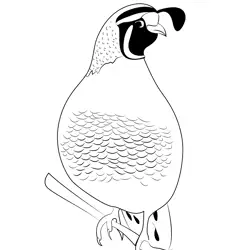Quail Bird 2 Free Coloring Page for Kids