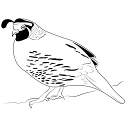 Quail Bird 3 Free Coloring Page for Kids