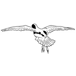 Green Sandpiper 3 Free Coloring Page for Kids