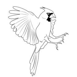Cardinal 4 Free Coloring Page for Kids