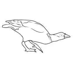 Egyptian Goose 3