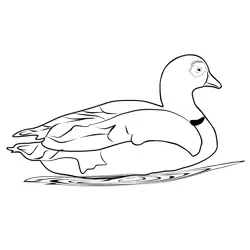 Egyptian Goose 4