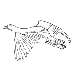 Egyptian Goose 5