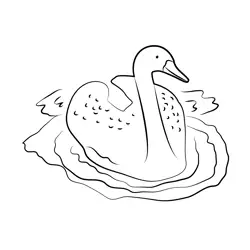 Swan Bird Swimming