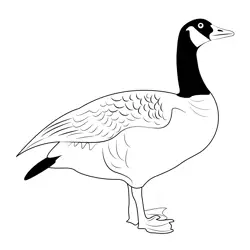 The Majestic Canada Goose