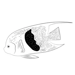 Yellowbar Angel Fish