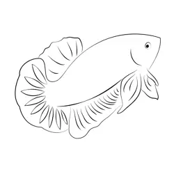 Dragon Betta Fish Free Coloring Page for Kids