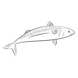 Atlantic Mackerel Scomber Scombrus