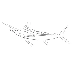 White Marlin Fishmount Large