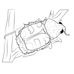 Bumble Bee Beetle Free Coloring Page for Kids