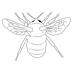 Honey Bumble Bee Free Coloring Page for Kids