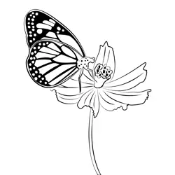 Butterfly On Flower 1