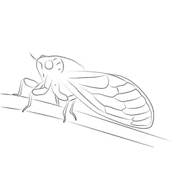 Cicada Stock