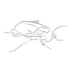 Barata Cucaracha Cockroach