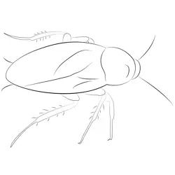 Cockroach See