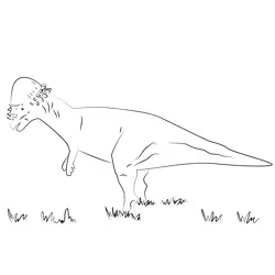 Pachycephalosaurus On Grass