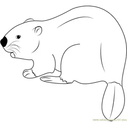 Eurasian Beaver Free Coloring Page for Kids