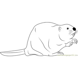 North American Beaver Free Coloring Page for Kids