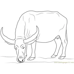Water Buffalo Free Coloring Page for Kids