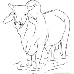 Gray Zebu Bull Free Coloring Page for Kids