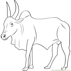 Kangayam Bull