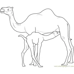 Camel Baby Drinks Camels Milk