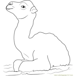 Little Baby Camel Free Coloring Page for Kids