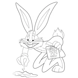 Bugs Bunny Carrot Seedlings