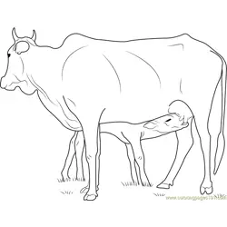 Cow Feeding Calf